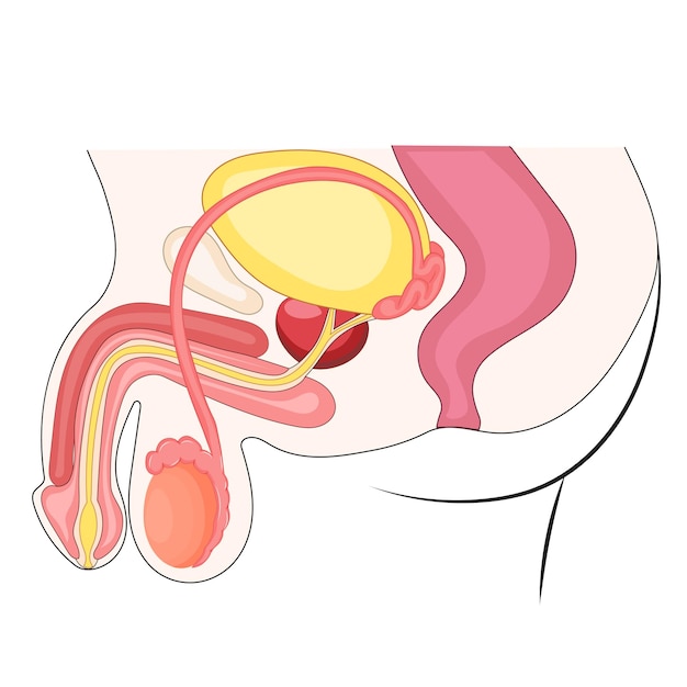 Plik wektorowy ilustracja męskiego układu rozrodczego z boku