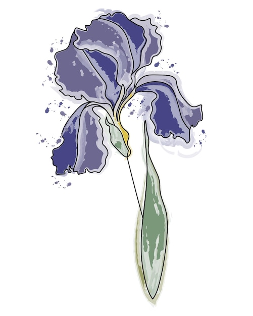 Plik wektorowy ilustracja narysowany niebieski kwiat tęczówki czarny kontur z akwarelowymi plamami sztuka ścienna