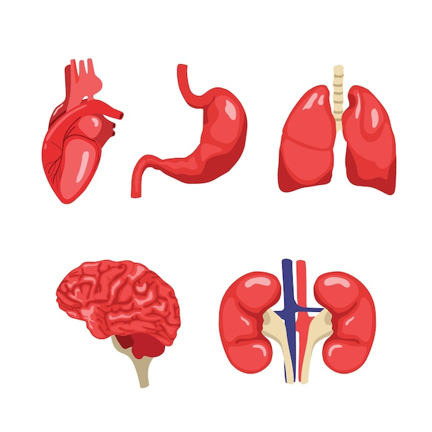 Plik wektorowy ilustracja narządów ludzkich