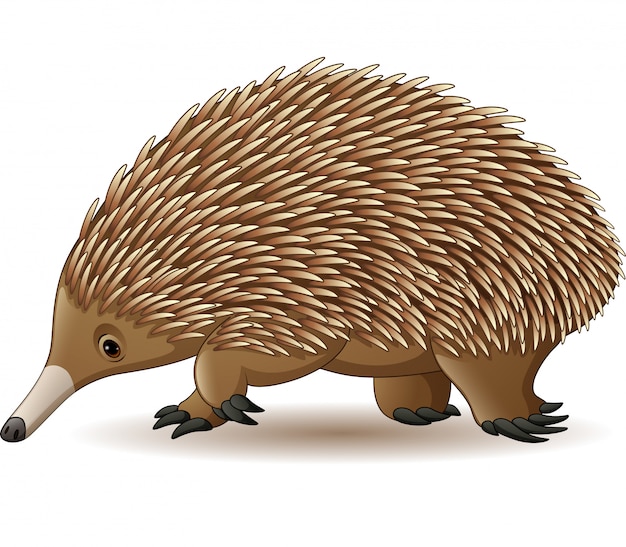 Ilustracja Odizolowywająca Na Białym Tle Echidna