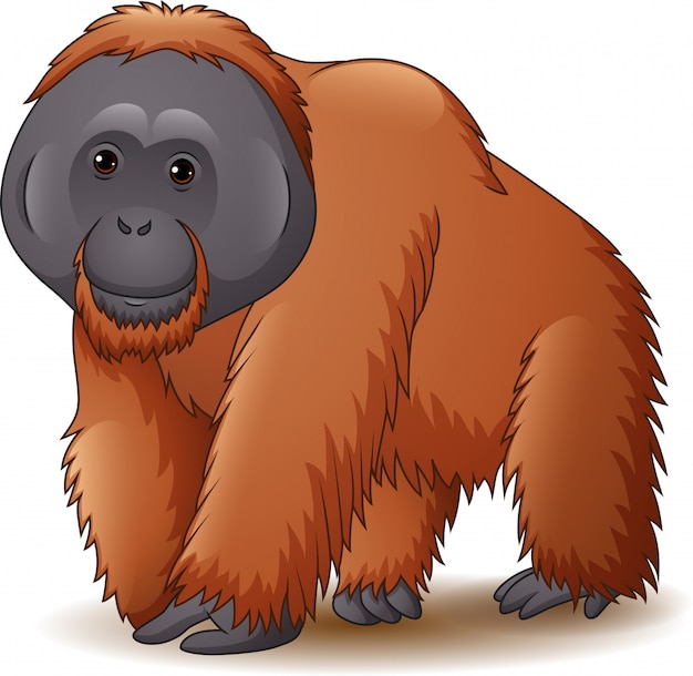 Ilustracja Odizolowywająca Na Białym Tle Orangutan