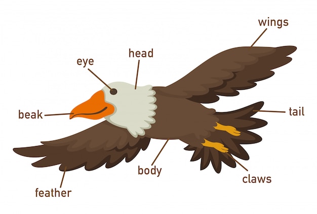 Plik wektorowy ilustracja orłów części słownictwa ciała