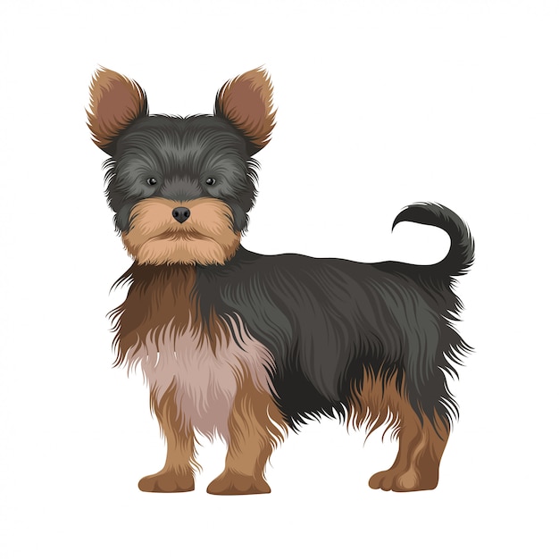 Plik wektorowy ilustracja pies yorkshire terrier