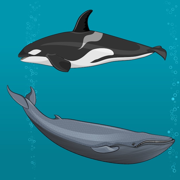 Ilustracja Płetwal Błękitny I Orka