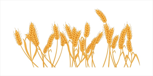 Ilustracja pola pszenicy idealna do baneru o tematyce żniwa