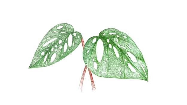 Plik wektorowy ilustracja przedstawiająca liść okienny lub roślinę monstera obliqua