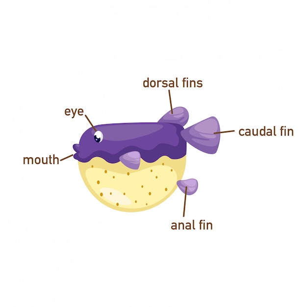 Plik wektorowy ilustracja puffer ryba słownictwo część body.vector