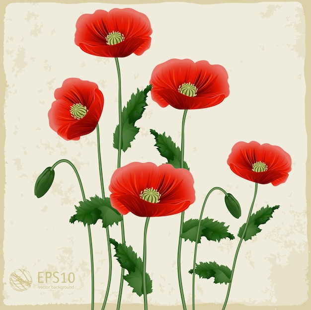 Ilustracja Red Poppies Vintage