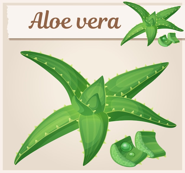 Ilustracja Roślin Aloe Vera