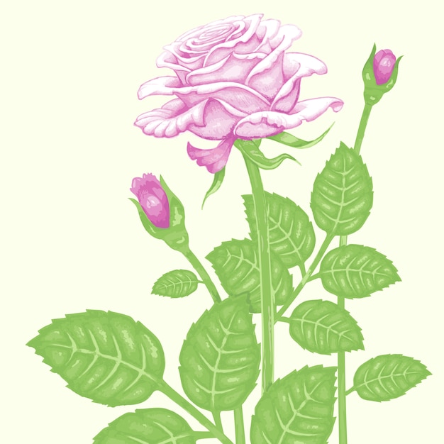 Plik wektorowy ilustracja róży, na białym tle.