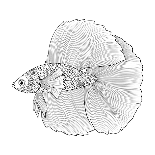 Ilustracja Ryba Betta Half Moon