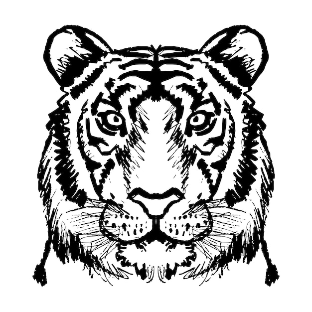 Ilustracja Rysowania Linii Twarzy Tygrysa