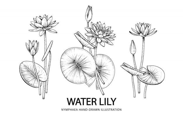 Plik wektorowy ilustracja rysunki kwiat lilii wodnej