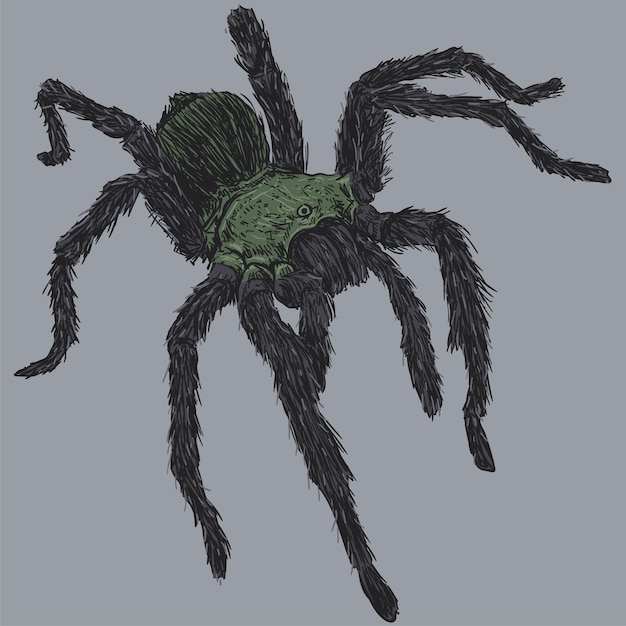 Ilustracja Rysunku Pająka Tarantuli