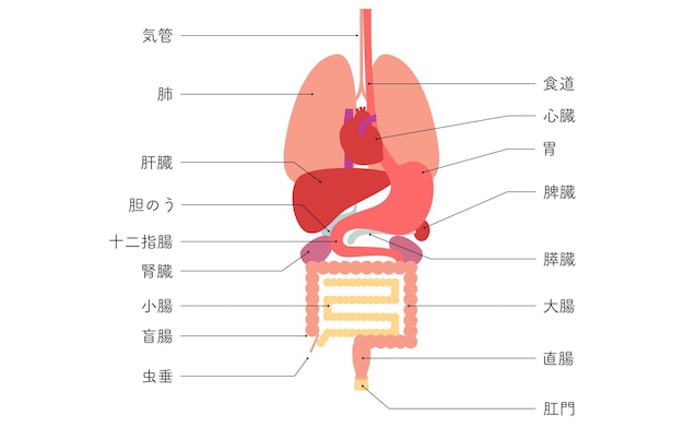 Plik wektorowy ilustracja struktury ludzkiego ciała narządy wewnętrzne tylko narządy