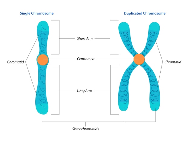 Plik wektorowy ilustracja struktury pojedynczego i zduplikowanego chromosomu