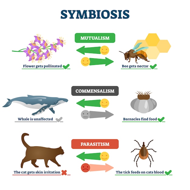 Plik wektorowy ilustracja symbiozy