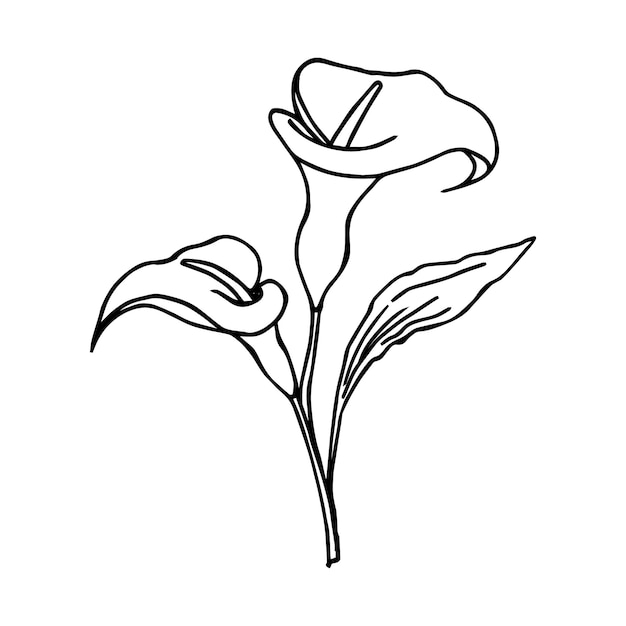 Ilustracja Szkic Kontur Kwiatu Lilii Calla