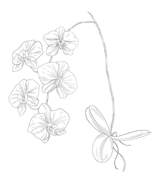 ilustracja szkicu rośliny botanicznej