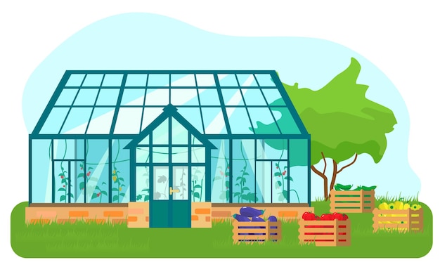Ilustracja szklarni z różnymi roślinami wewnątrz w stylu płaski. Szklany dom z pomidorami i ogórkami. Skrzynki drewniane z warzywami.