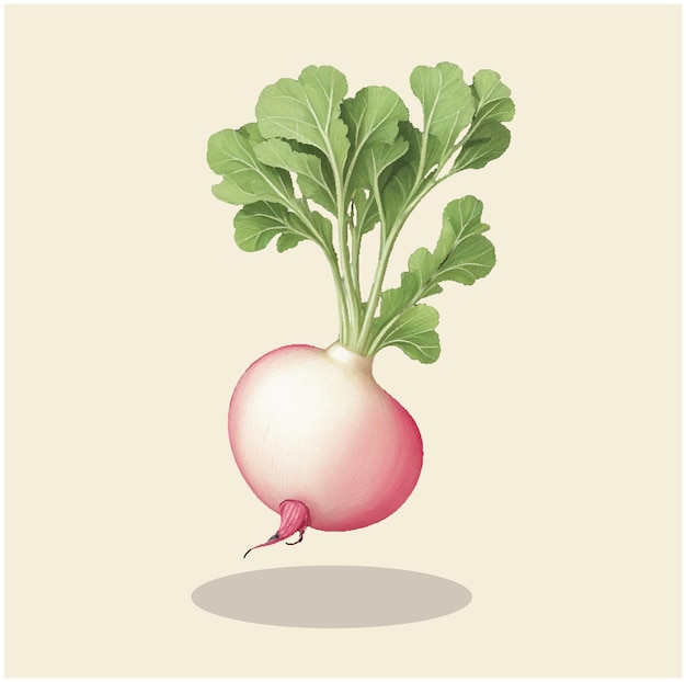 Ilustracja Vintage Pink Beauty Radish 04