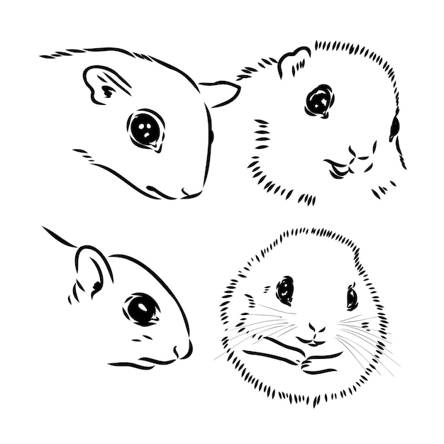 Ilustracja wektor ręcznie rysować gryzmoły latającej wiewiórki lub pteromyini lub petauristini na białym tle na w