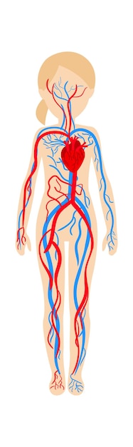 Plik wektorowy ilustracja wektora anatomii układu krążenia dziewczyny