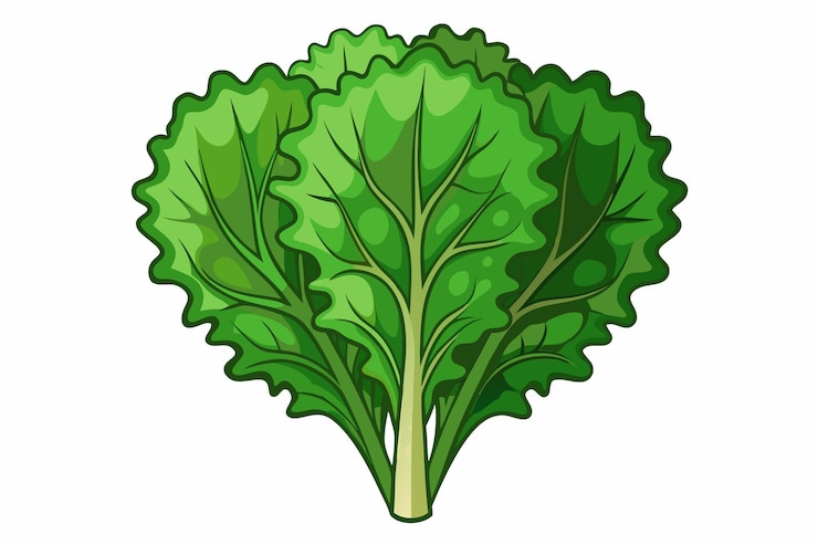 Wektor ilustracja wektora kapusty izolowana na białym tle