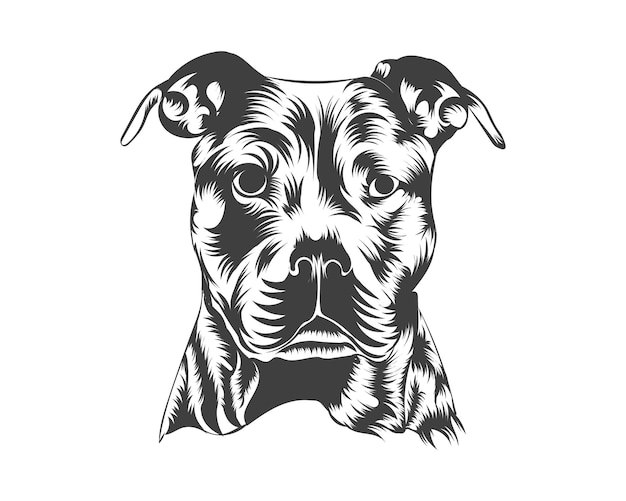 Ilustracja Wektora Rasy Pitbull, Wektor Psa Pitbull Na Białym Tle Na Koszulkę, Logo I