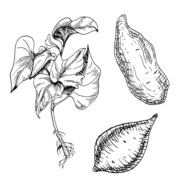 Ilustracja Wektora Rośliny Słodkich Ziemniaków Wyizolowana Na Białym Całym Konturze Atramentu Batata Narysowanym Ręcznie
