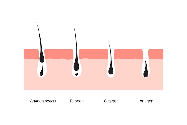 Plik wektorowy ilustracja wektora skóry cyklu wzrostu włosów