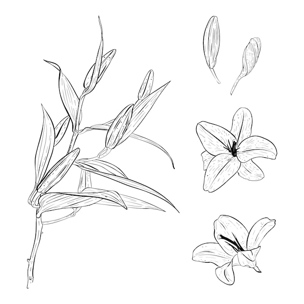 Ilustracja wektora zestaw kwiatów lilii w pełnym rozkwicie pączek lilii i oddział lilii Czarny kontur
