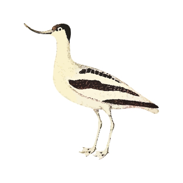 Ilustracja Wektorowa Akwarela Avocet