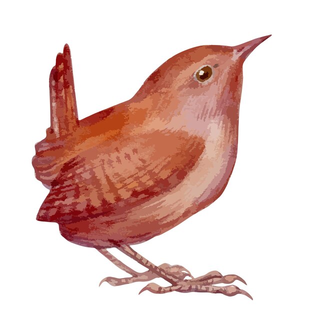 Ilustracja Wektorowa Akwareli Z Portretem Małego Leśnego Ptaka Strzyżyka