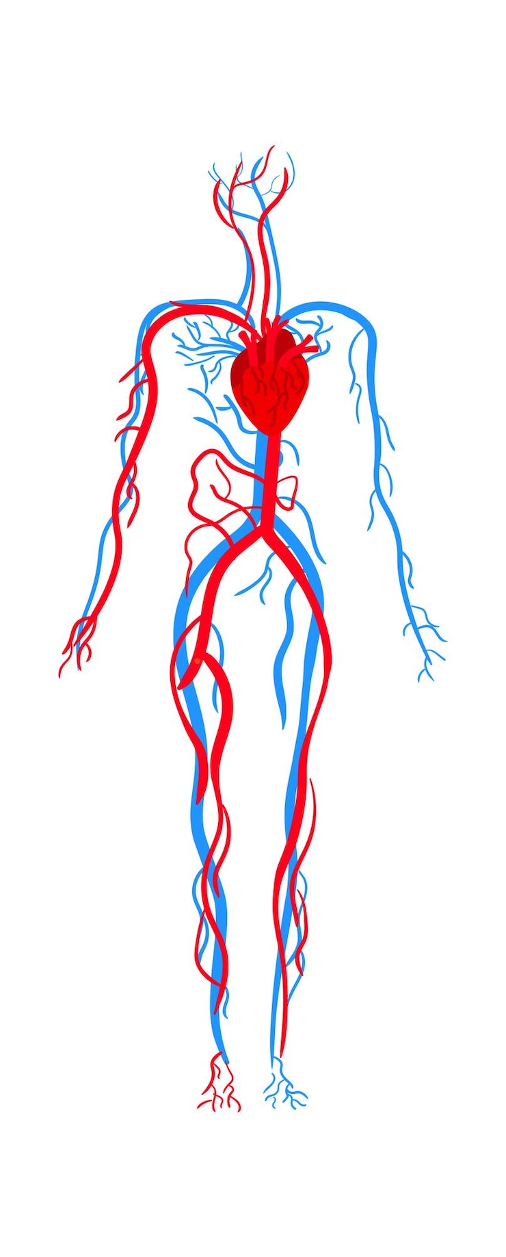 Wektor ilustracja wektorowa anatomii układu krążenia człowieka