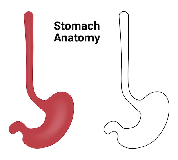 Plik wektorowy ilustracja wektorowa anatomii żołądka