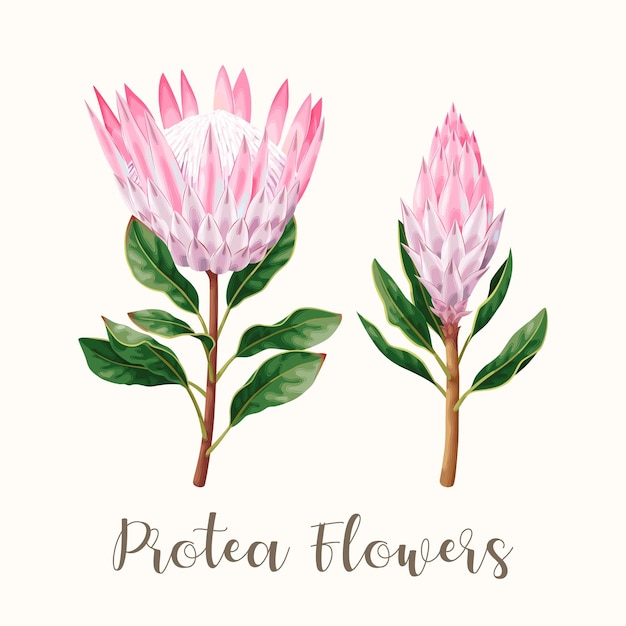 Ilustracja wektorowa bardzo szczegółowego kwiatu protea