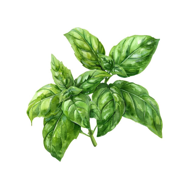 ilustracja wektorowa bazylii w stylu akwarelu