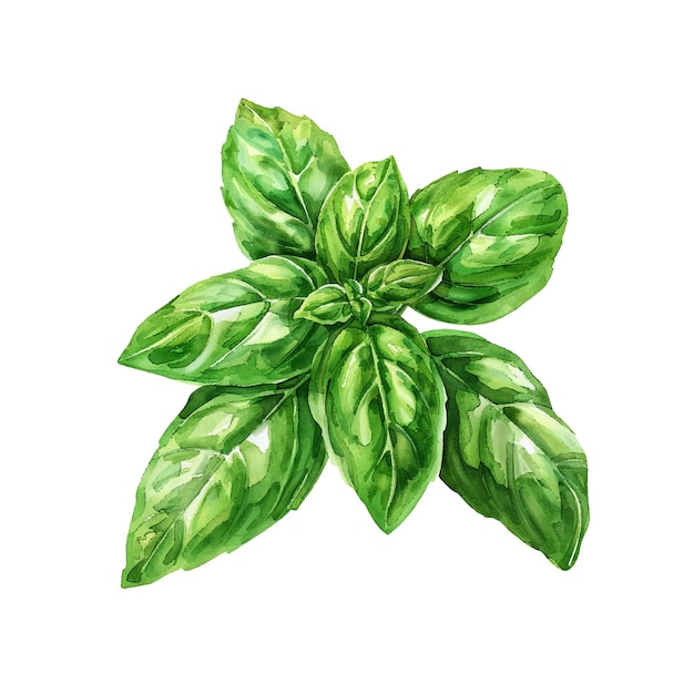 ilustracja wektorowa bazylii w stylu akwarelu
