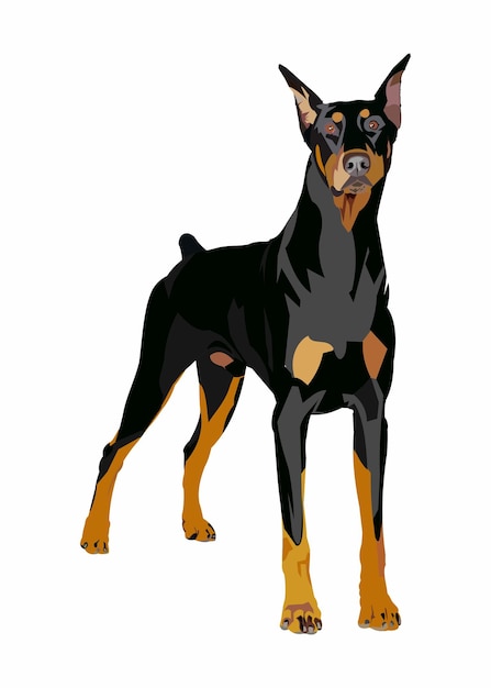 Plik wektorowy ilustracja wektorowa doberman pinczer rasy psów