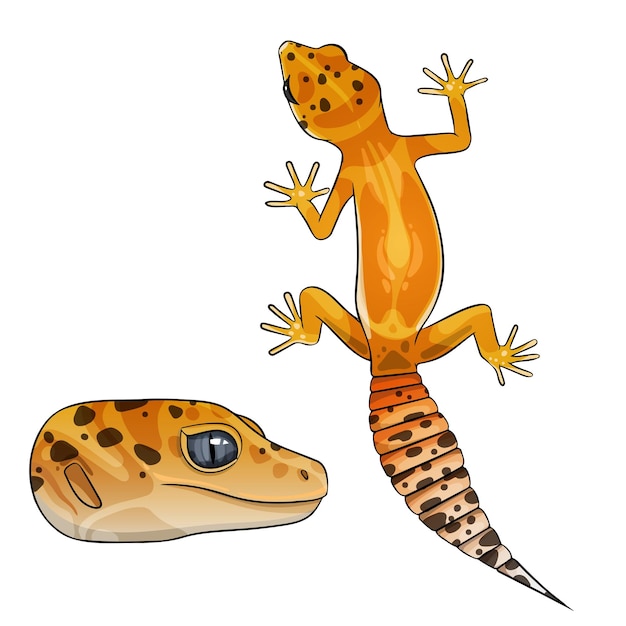 Plik wektorowy ilustracja wektorowa eublepharis leopard gecko tangerine