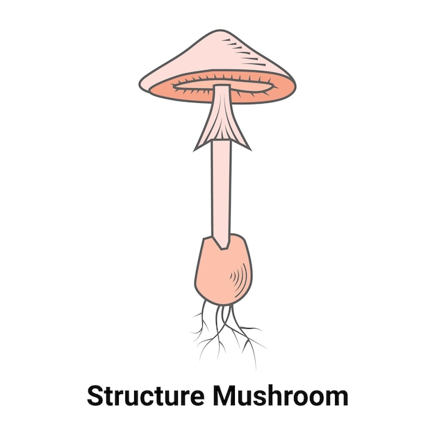 Plik wektorowy ilustracja wektorowa grzybów struktury