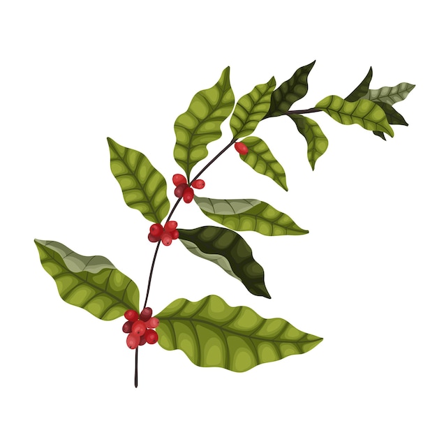 Plik wektorowy ilustracja wektorowa izoluje na białym tle dużą gałąź drzewa kawowego z jagodami