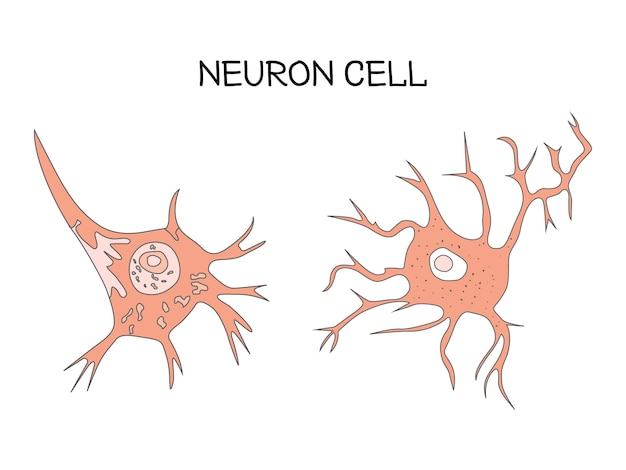 Ilustracja Wektorowa Komórki Neuronowej