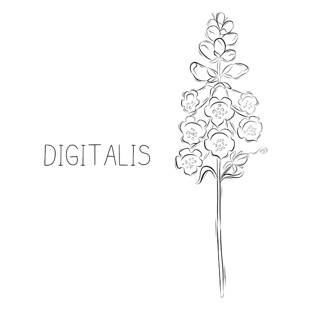 Ilustracja Wektorowa Kwiatka Digitalis W Stylu Doodle Zioła Botaniczne Modna Roślina Rustykalna