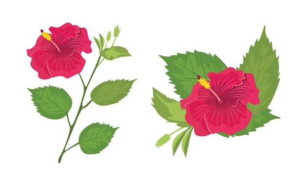 Ilustracja wektorowa kwiatów hibiskusa Hibiskus clip art egzotyczny tropikalny kwiat letni kwiat płaski