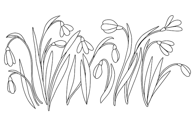 Plik wektorowy ilustracja wektorowa kwiatów przebiśniegi contuor
