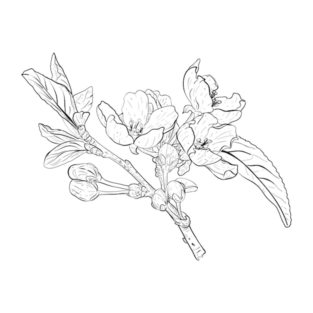 Plik wektorowy ilustracja wektorowa kwitnącej gałęzi wiśni sakura jabłko śliwka dzika wiśnia śliwka czeremcha