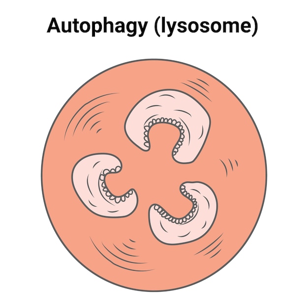 Ilustracja Wektorowa Lizosomu Autofagii