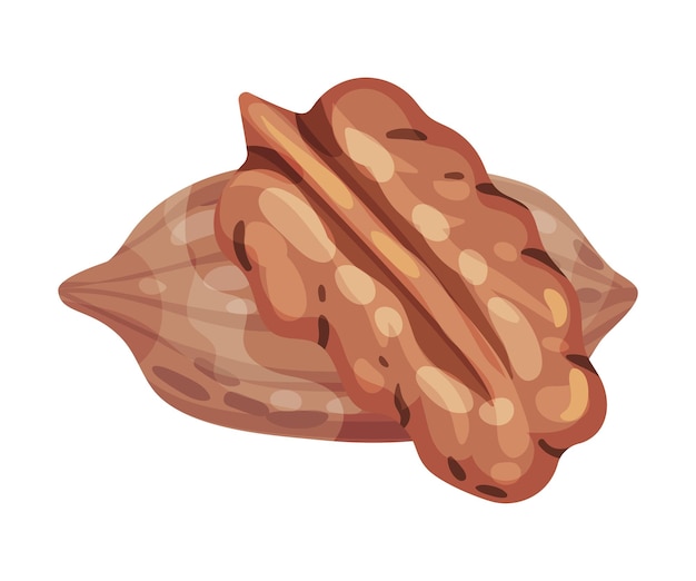 Ilustracja wektorowa o białym tle izolowana z jądra orzecha pecan